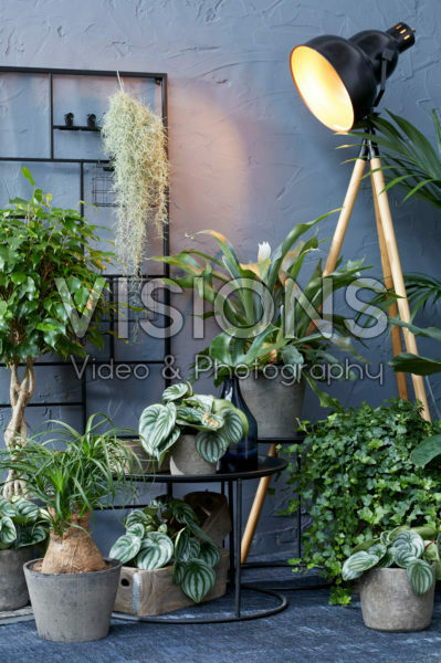 Indoor plant collection Indoor plant collection