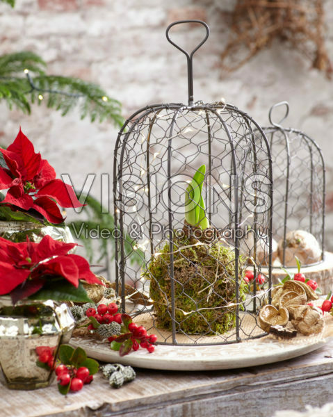 Decorative Hippeastrum bulb