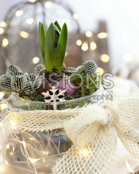Decorated Hyacinthus bulb