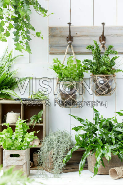 Indoor plant collection Indoor plant collection