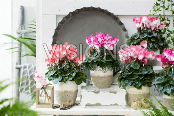 Cyclamen Indiaka® collectie Cyclamen Indiaka® collectie