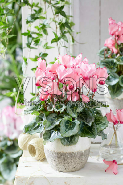 Cyclamen Metis® Victoria Deco Cyclamen Metis® Victoria Deco