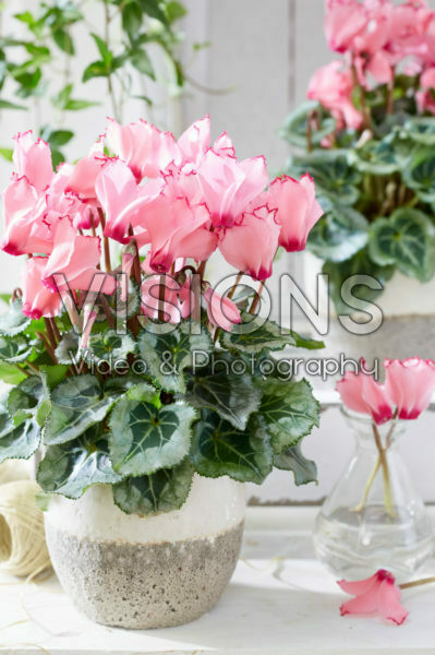 Cyclamen Metis® Victoria Deco
