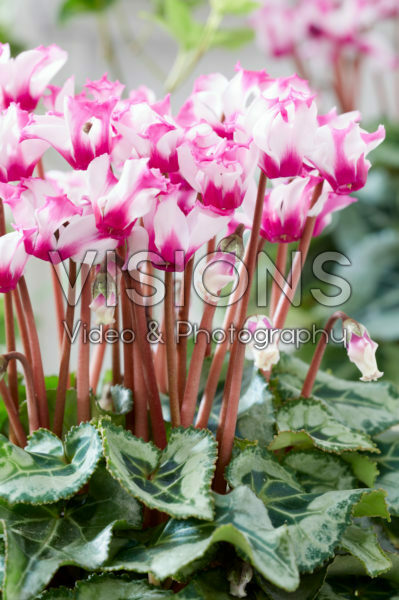 Cyclamen Metis® Origami® Decora Cyclamen Metis® Origami® Decora