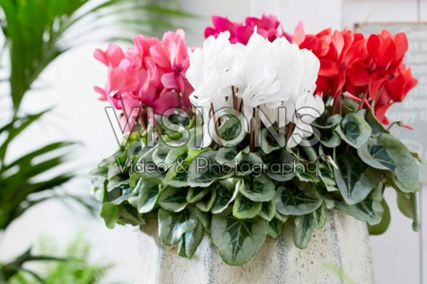 Cyclamen Metalis® Mix Cyclamen Metalis® Mix