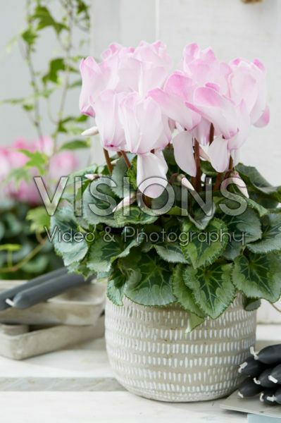 Cyclamen Halios® Blush Intense
