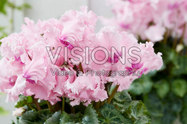 Cyclamen Falbala® Light Rose Cyclamen Falbala® Light Rose