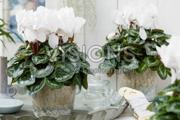 Cyclamen Latina® Pure White
