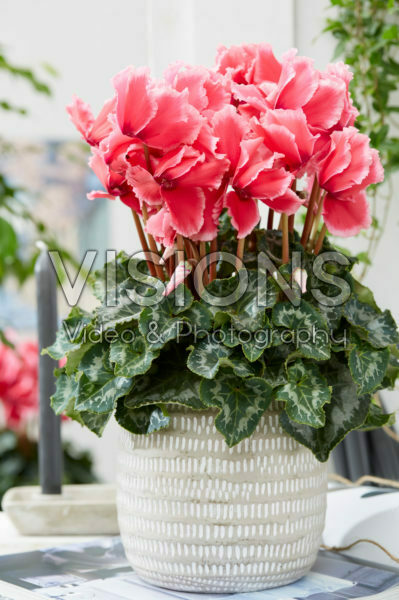 Cyclamen Curly® Litchi® Rose Cyclamen Curly® Litchi® Rose