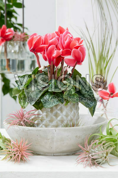 Cyclamen Tianis® Fantasia® Red Cyclamen Tianis® Fantasia® Red