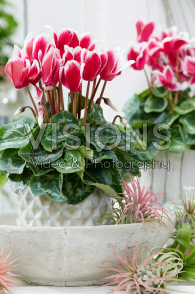 Cyclamen Tianis® Fantasia® Deep Magenta Cyclamen Tianis® Fantasia® Deep Magenta