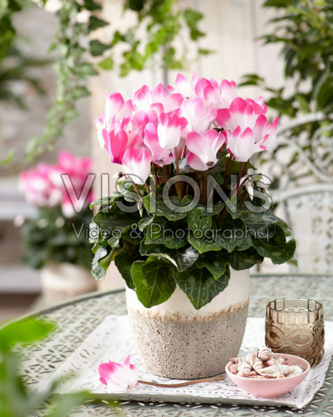 Cyclamen Indiaka® Rose Cyclamen Indiaka® Rose