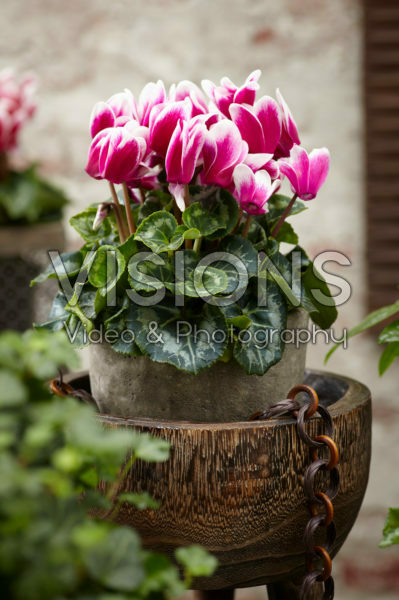 Cyclamen Tianis® Fantasia® Deep Magenta evolution exp Cyclamen Tianis® Fantasia® Deep Magenta evolution exp