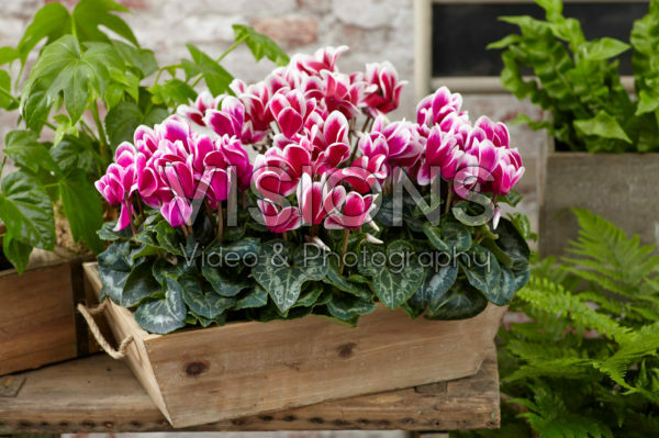 Cyclamen Tianis® Fantasia® combinatie Cyclamen Tianis® Fantasia® combinatie