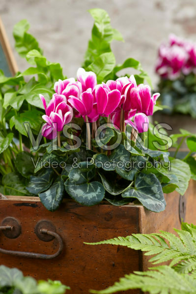 Cyclamen Tianis® Fantasia® Deep Rose