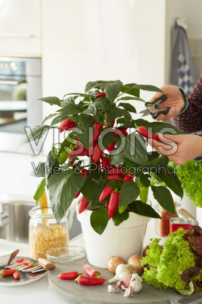 Capsicum annuum Pillar Peppers™ F1 Mimi Red Capsicum annuum Pillar Peppers™ F1 Mimi Red