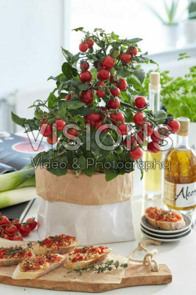 Solanum lycopersicum Pillar Tomatoes™ F1 Catch Red