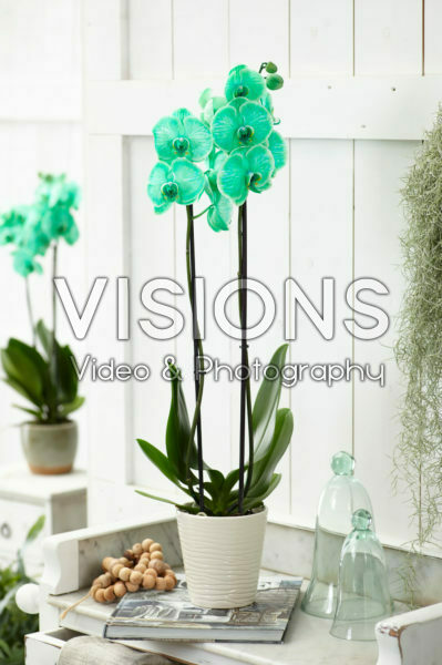 Phalaenopsis Colorchid Green