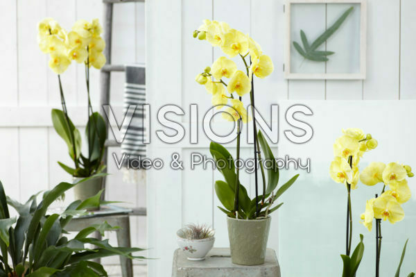 Phalaenopsis Colorchid Yellow