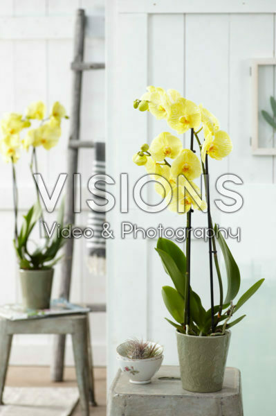 Phalaenopsis Colorchid Yellow