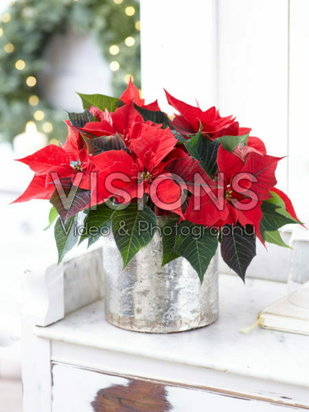 Poinsettia in winter ambiance