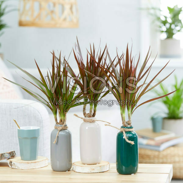 Dracaena marginata Dracaena marginata