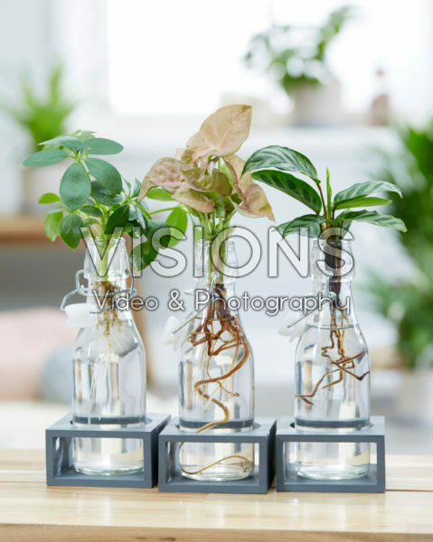 Kamerplanten combinatie