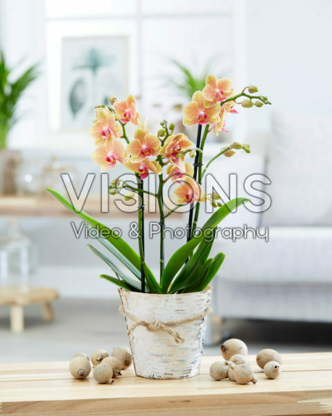 Phalaenopsis
