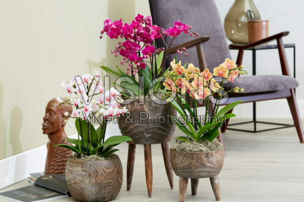 Phalaenopsis combinatie Phalaenopsis combinatie