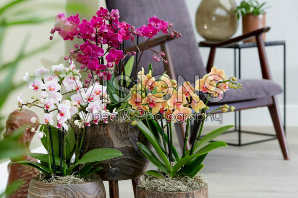 Phalaenopsis combination