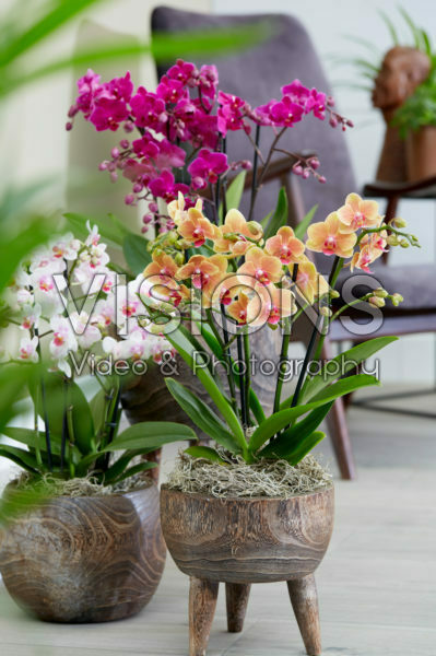 Phalaenopsis combination