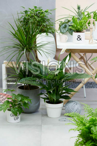 Indoor plant collection