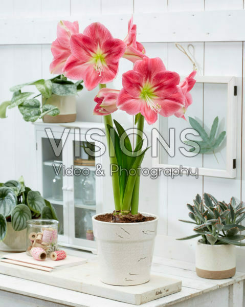 Hippeastrum Candy Floss