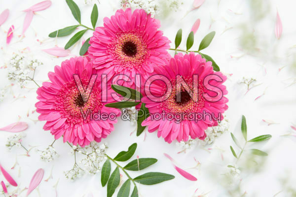 Gerbera bloemen