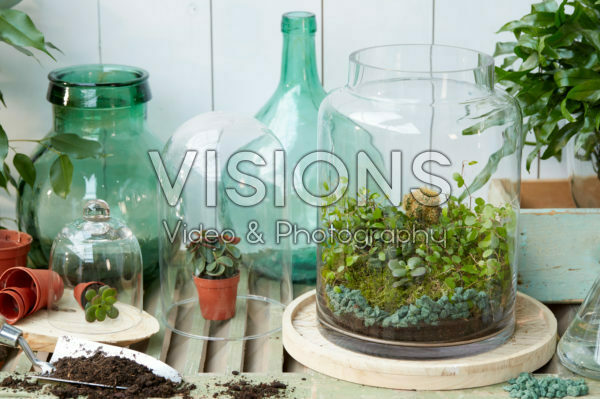 Terrarium indoor plants