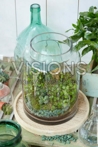 Terrarium indoor plants