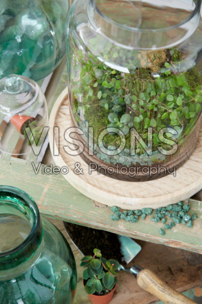 Terrarium indoor plants