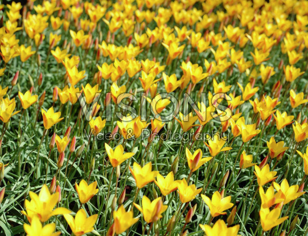 Tulipa clusiana var. chrysantha