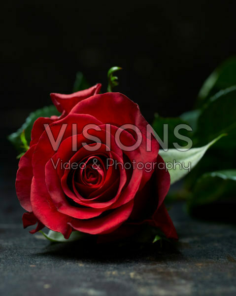 Rosa rood