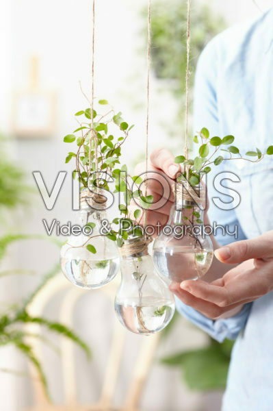 House plants in light bulb House plants in light bulb