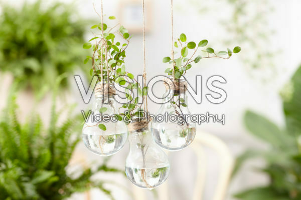 House plants in light bulb House plants in light bulb