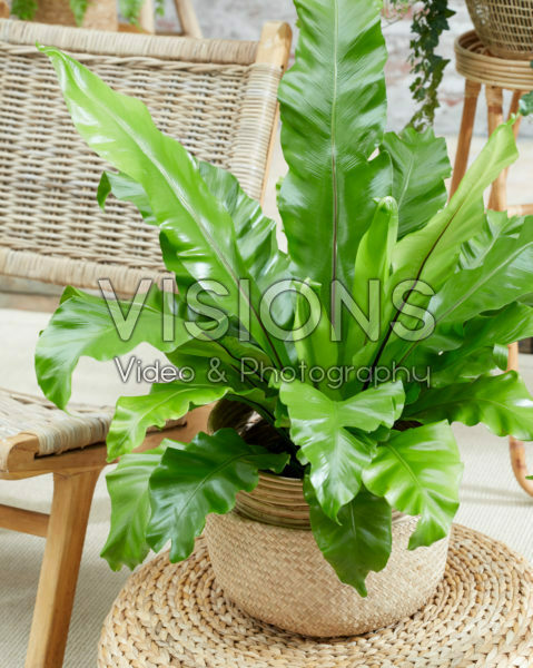 Asplenium nidus Asplenium nidus