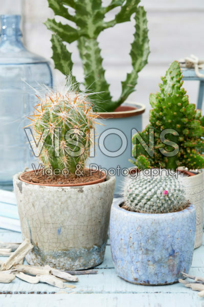 Cactus combinatie