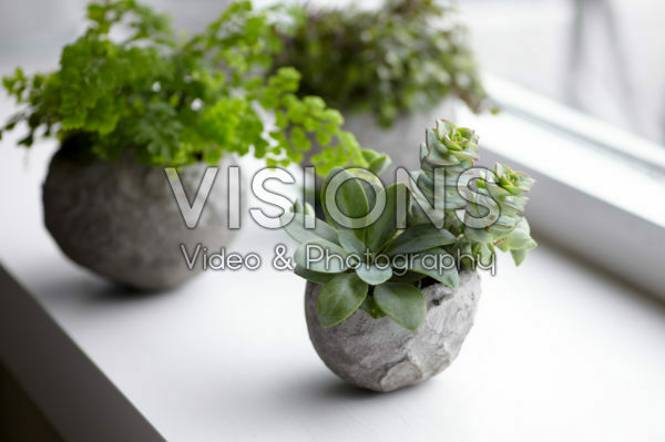House plants in homemade cement planters