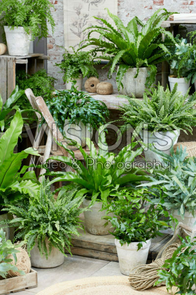 Fern collection