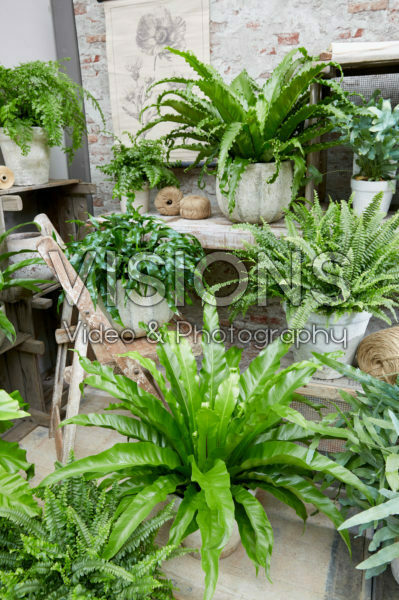 Fern collection