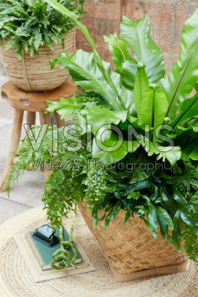 Fern collection Fern collection