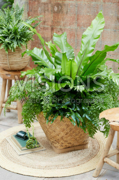 Fern collection Fern collection