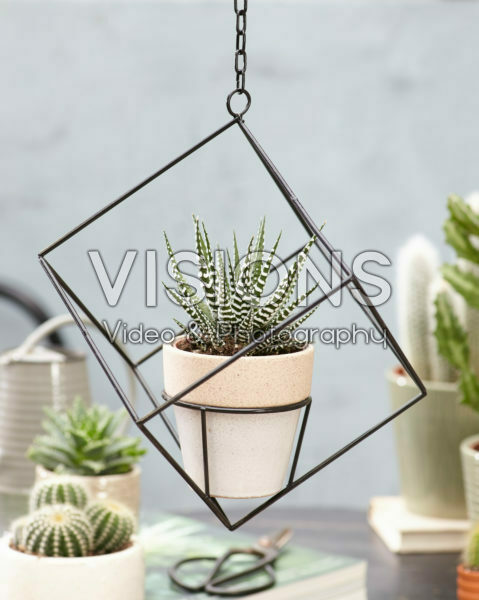 Aloe Aloe