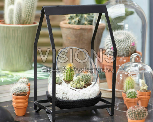 Cactus combinatie in glas Cactus combinatie in glas